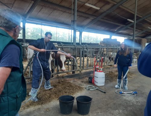 Koeien drenchen zeer waardevol