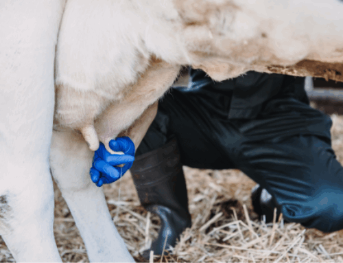Uiergezondheid: mastitis bij melkkoeien