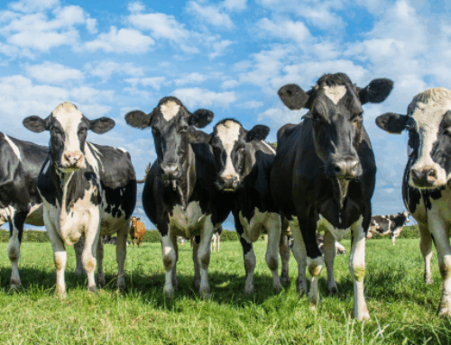 Melkmonsters nemen bij uierontsteking